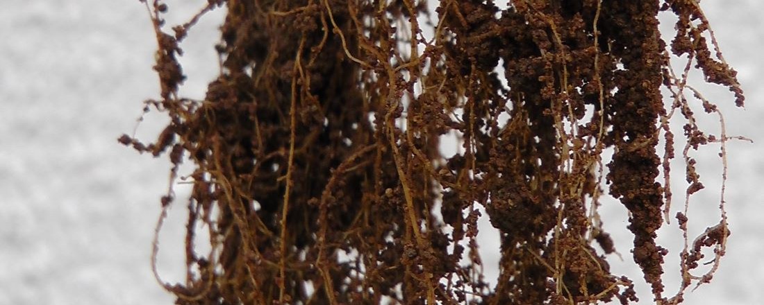 Rhizosphere - Roots of a plant with soil