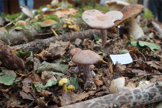 Pilze ausgestellt zwischen Laubblättern