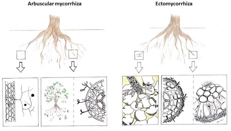 Vergleich von arbuscular mycorrhiza und ectomycorrhiza auf die Ausbildung der Wurzeln